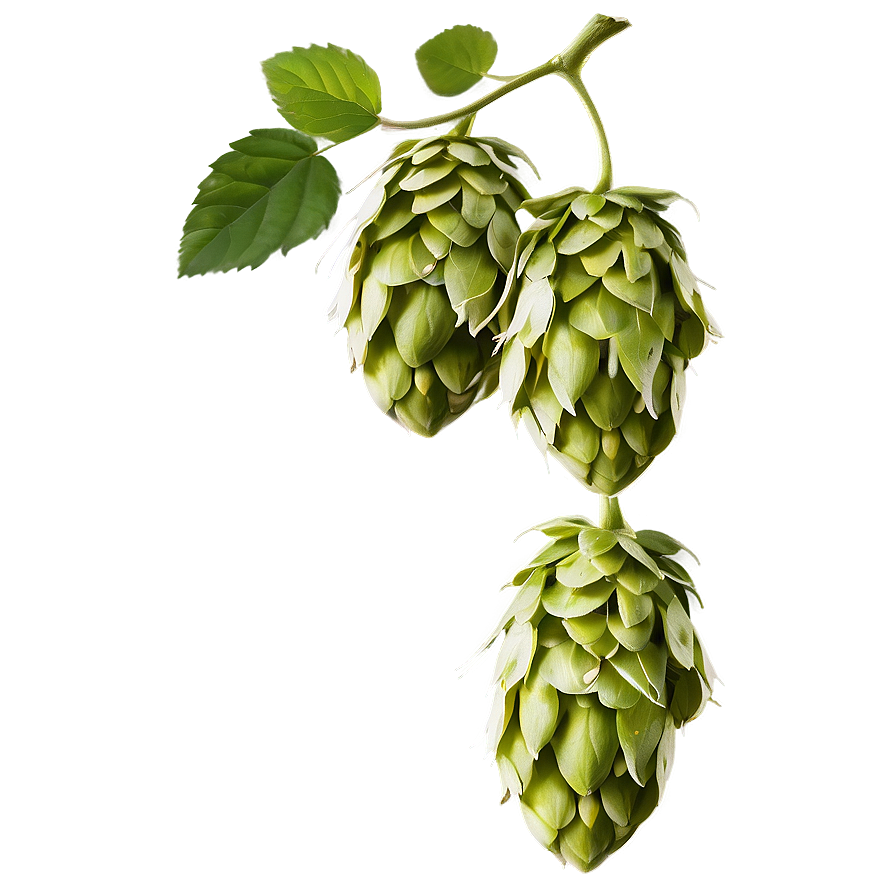 Hops B PNG image