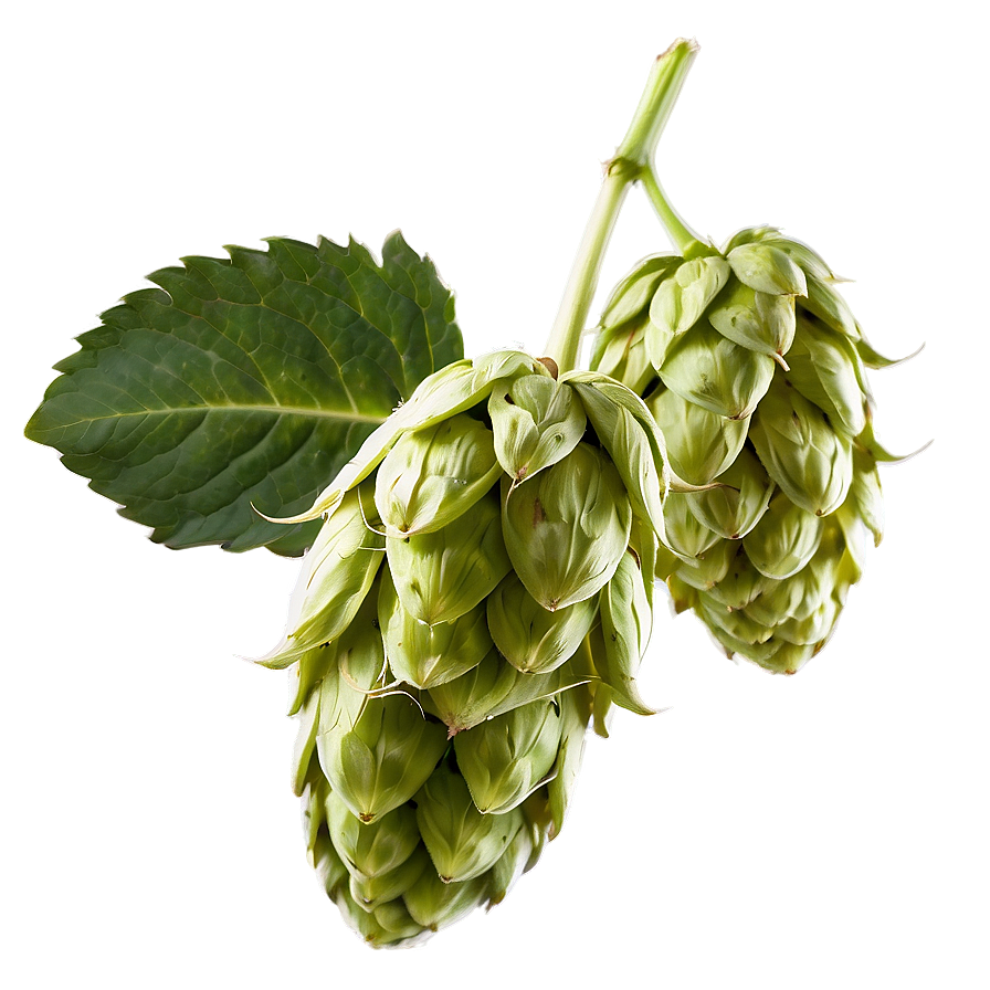 Hops C PNG image