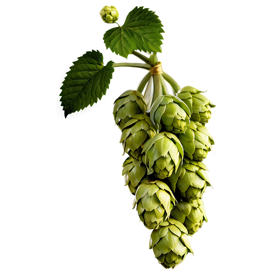 Hops D PNG image