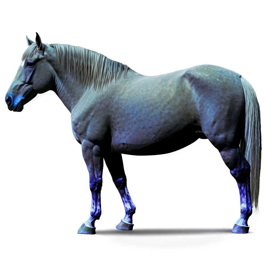 Horse A PNG image