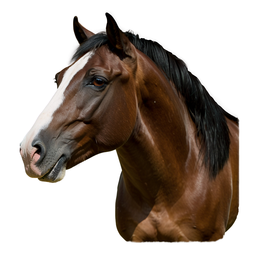 Horse C PNG image