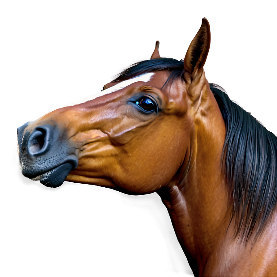 Horse Clipart Png 05032024 PNG image