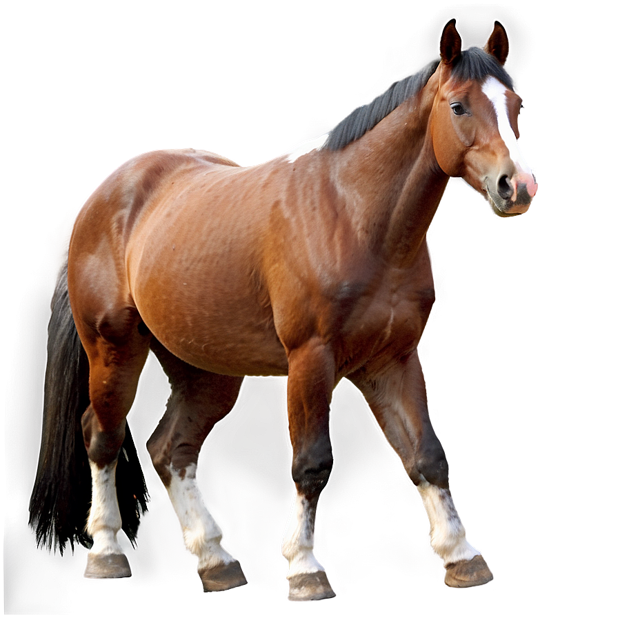 Horse D PNG image