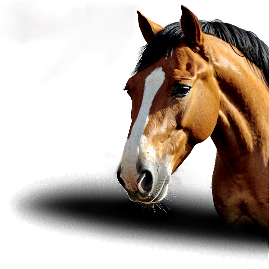 Horse Drawing Png 55 PNG image