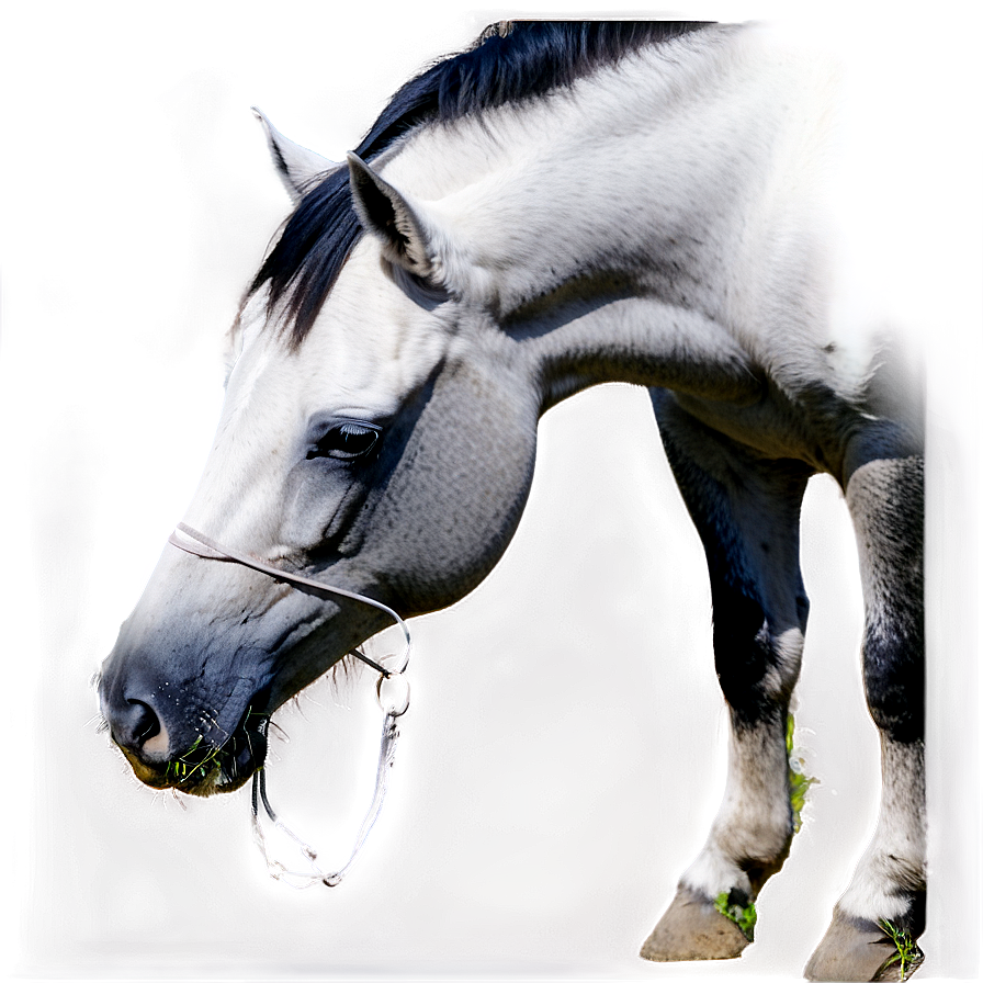 Horse Grazing Png Rqj42 PNG image