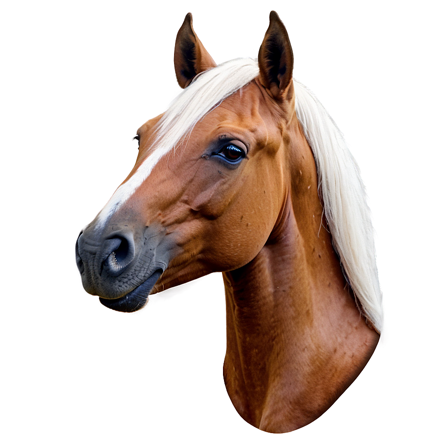 Horse Head Png 05032024 PNG image