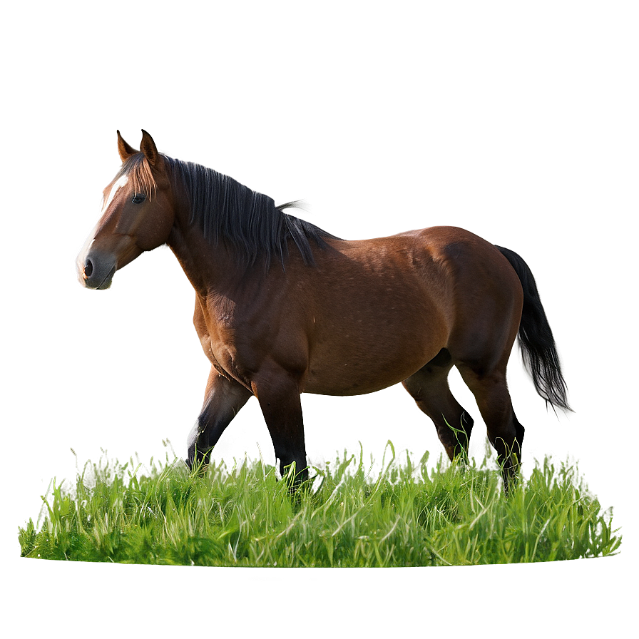 Horse In Field Png 05032024 PNG image