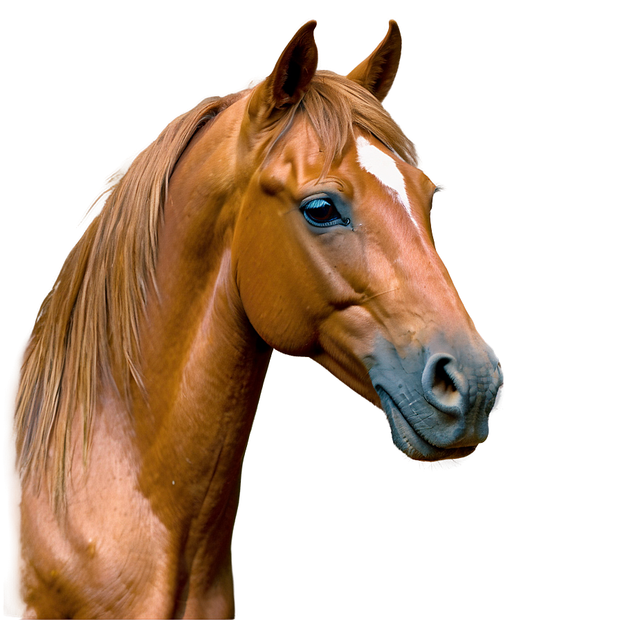 Horse Outline Png Gos10 PNG image
