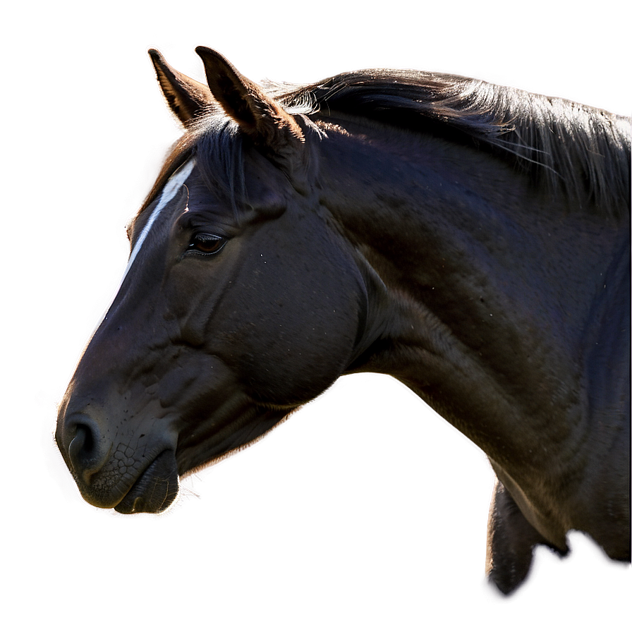 Horse Profile Png 05032024 PNG image