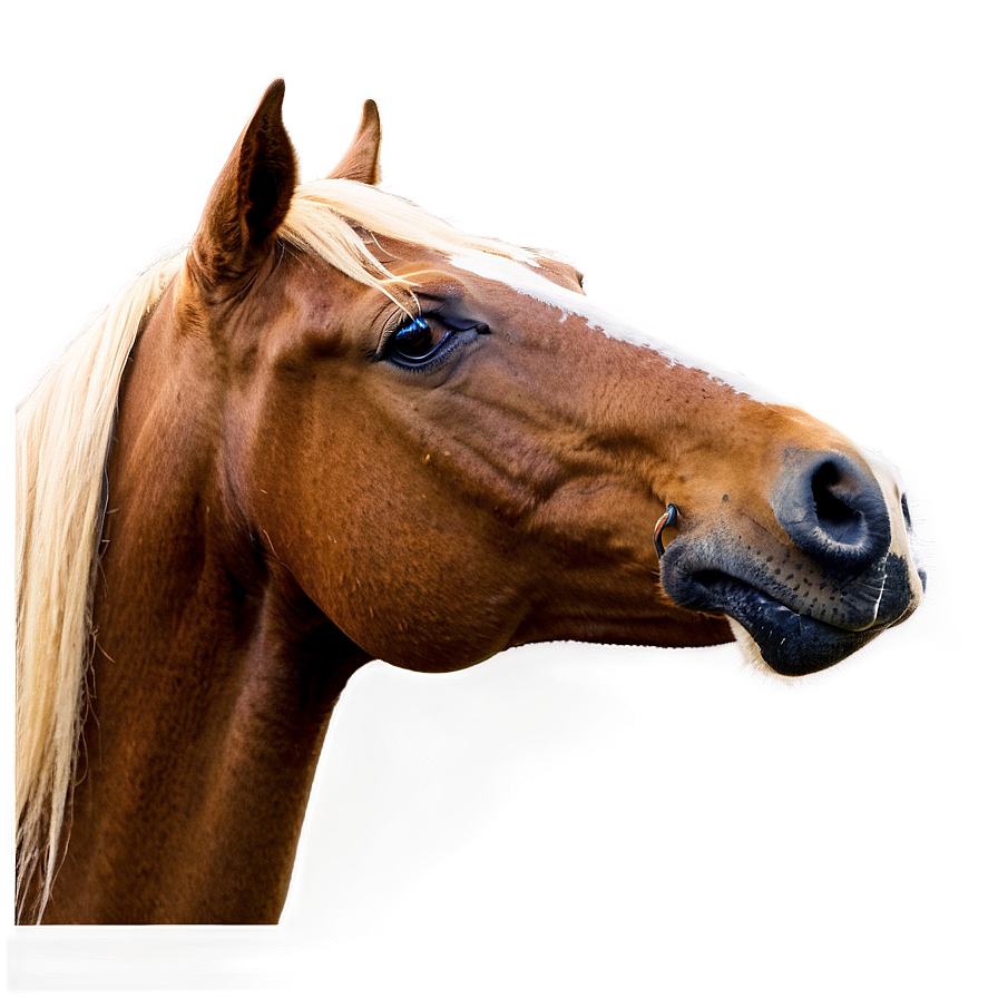 Horse Profile Png 05032024 PNG image