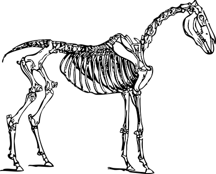 Horse Skeleton Illustration PNG image
