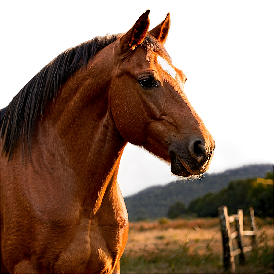 Horse Sunset Png 05032024 PNG image
