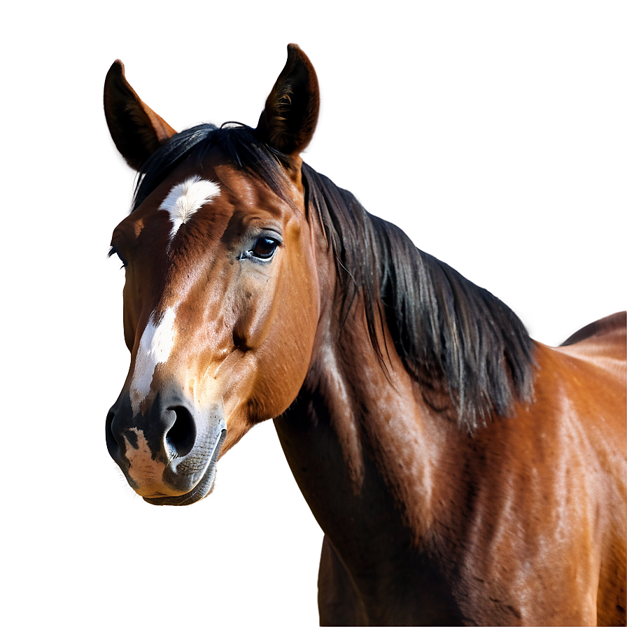 Horse Vector Png 87 PNG image