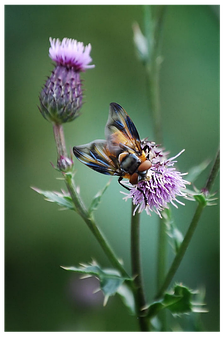 Hoverflyon Thistle Flower.jpg PNG image