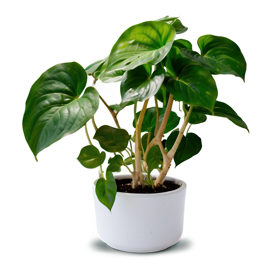 How To Repot Pothos Plants Png 06272024 PNG image