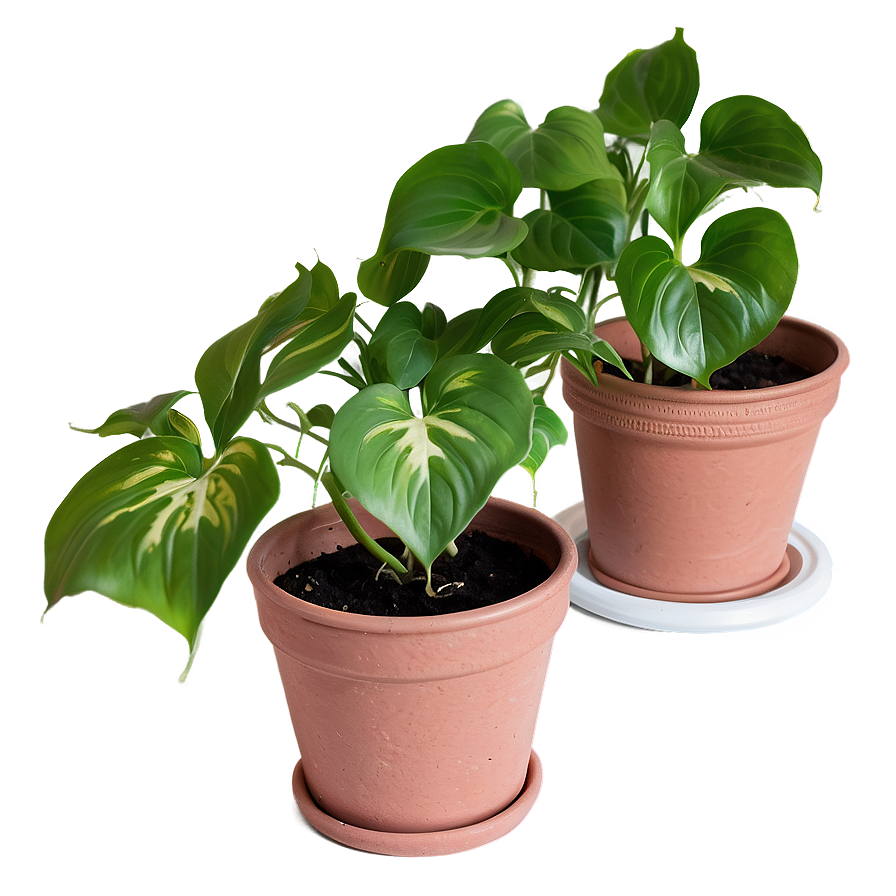 How To Repot Pothos Plants Png 06272024 PNG image