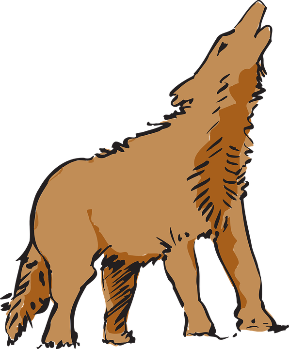Howling_ Coyote_ Illustration.png PNG image
