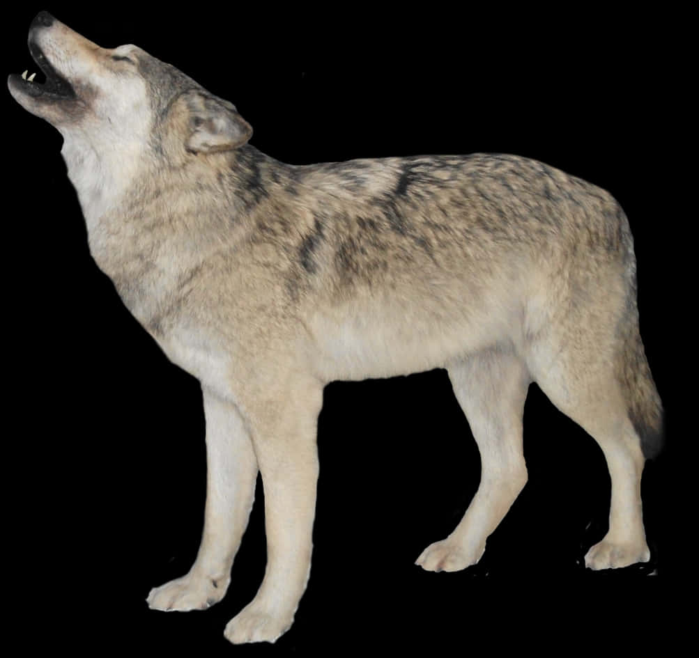 Howling Wolf Black Background PNG image