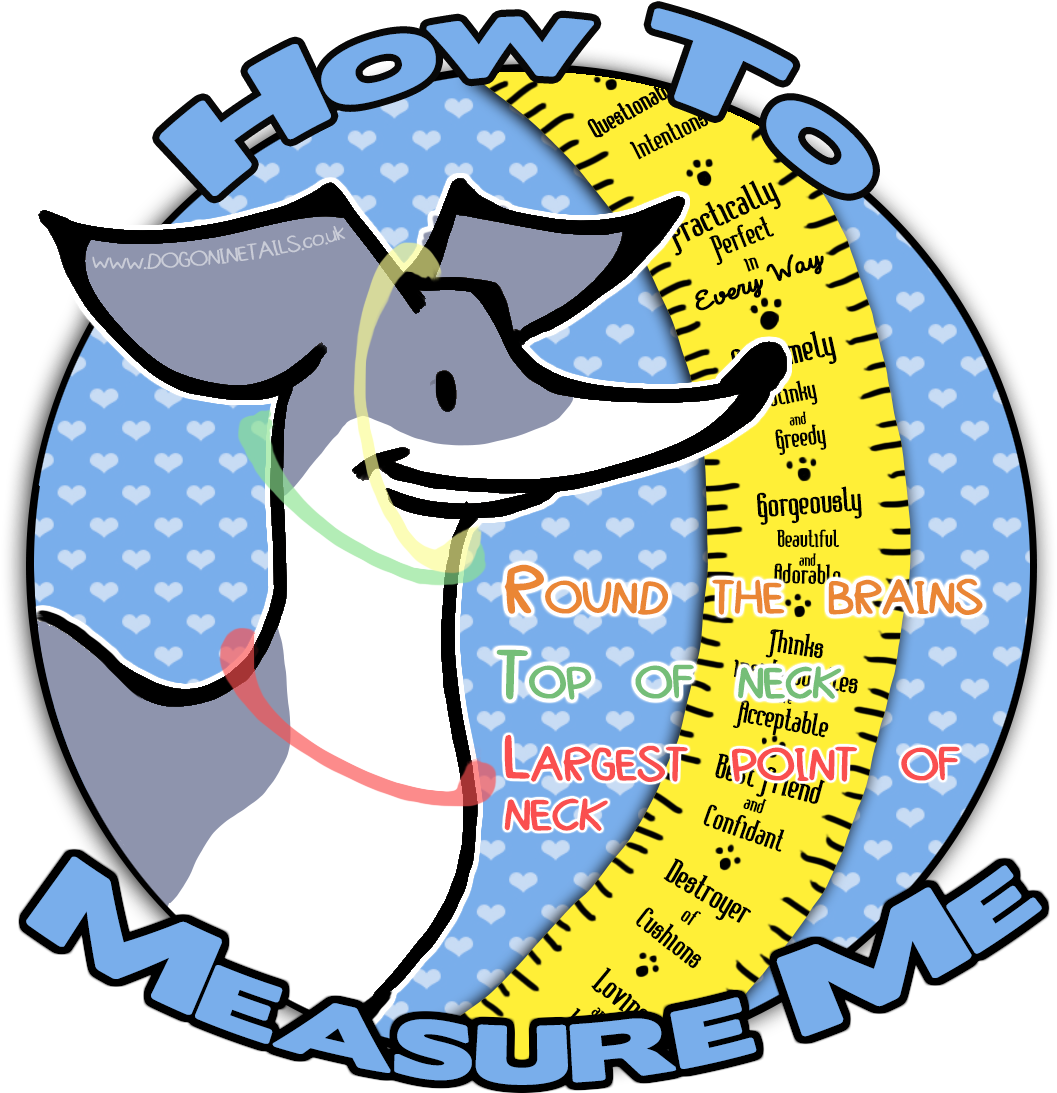 Howto Measure Dog Sizeand Qualities Infographic PNG image