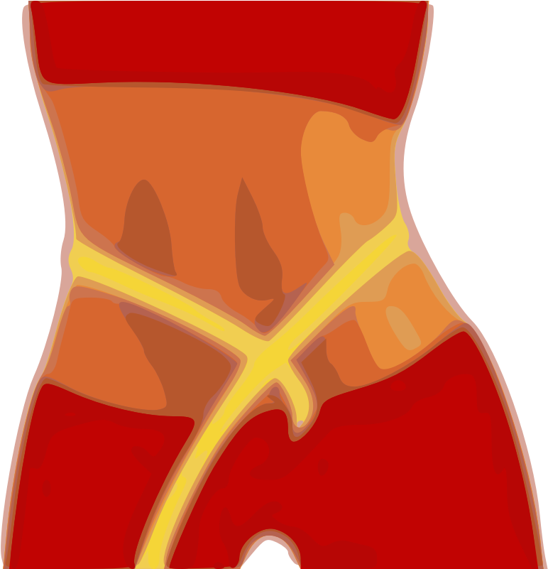 Human Abdominal Anatomy Illustration PNG image