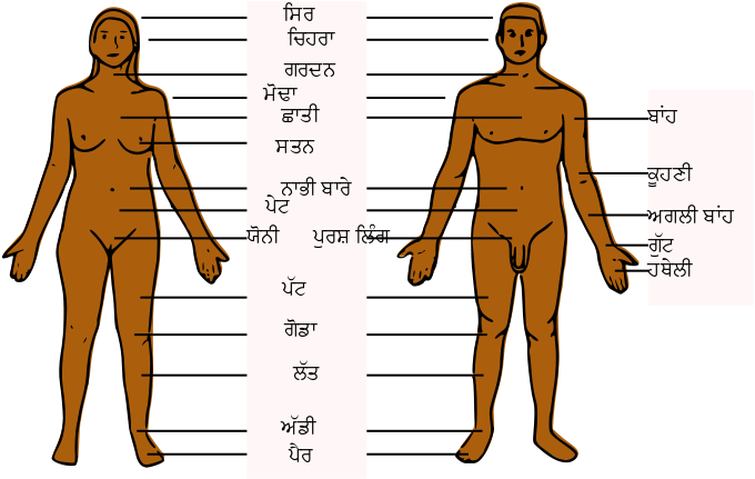 Human Anatomy Comparison Punjabi English Labels PNG image