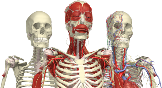 Human Anatomy Comparison PNG image