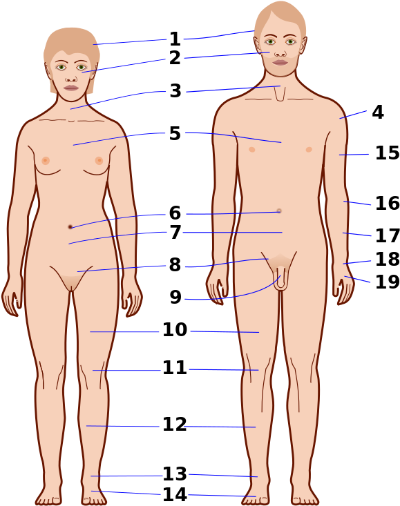 Human Anatomy Reference Points PNG image