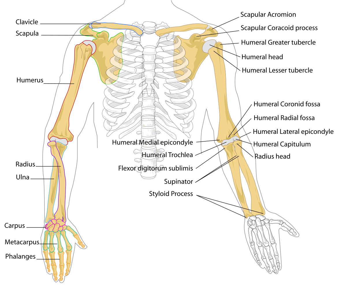 Human Arm Bones Anatomy Illustration PNG image