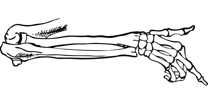 Human Arm Bones Black Background PNG image