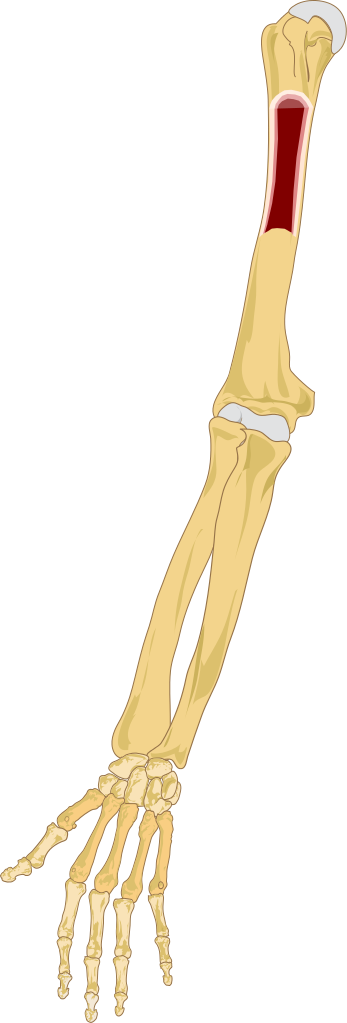 Human Arm Bones Illustration PNG image