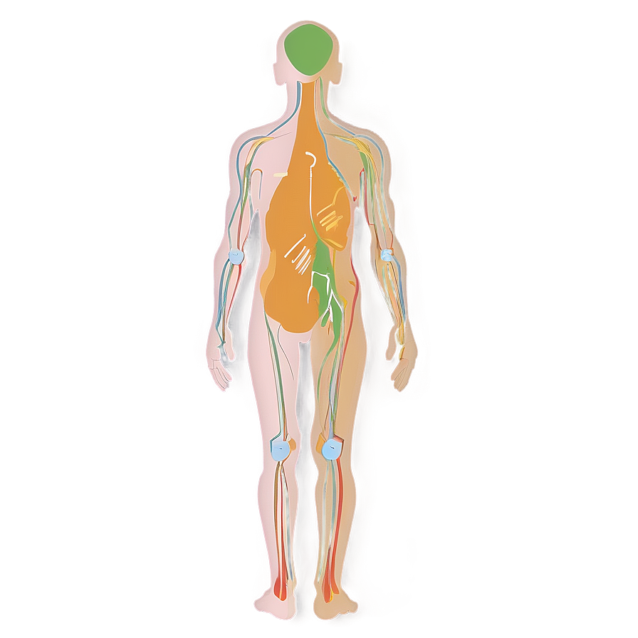 Human Body Outline Png 59 PNG image