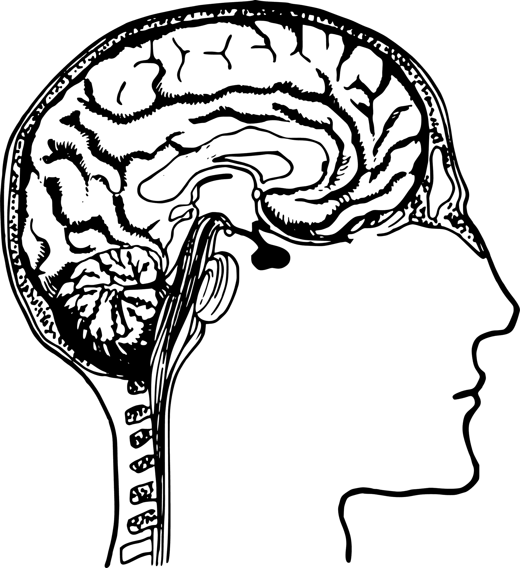 Human Brain Anatomy Clipart PNG image