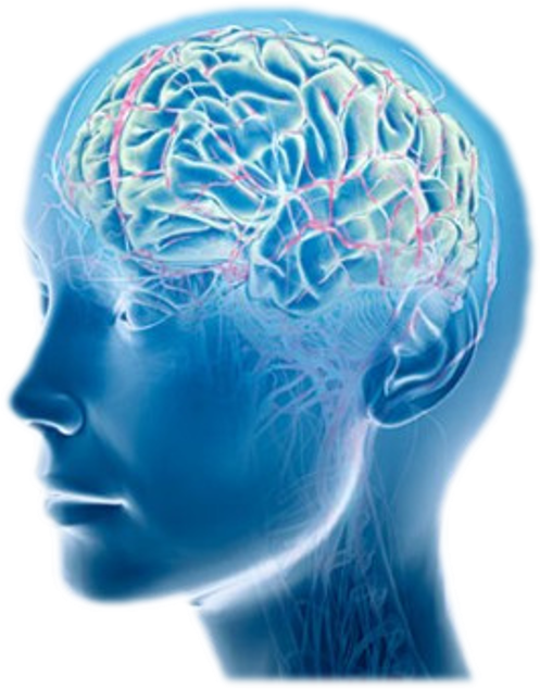 Human Brain Anatomy Illustration PNG image