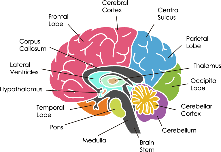 Human Brain Anatomy Illustration PNG image