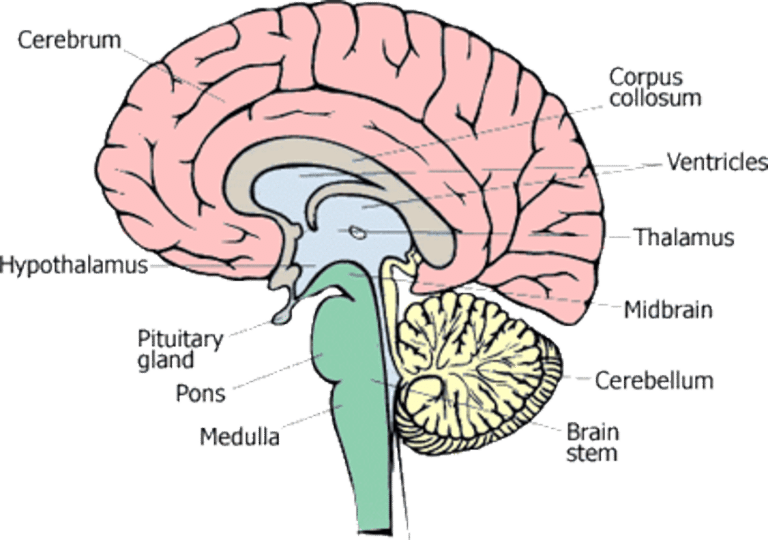 Human Brain Anatomy Labelled PNG image