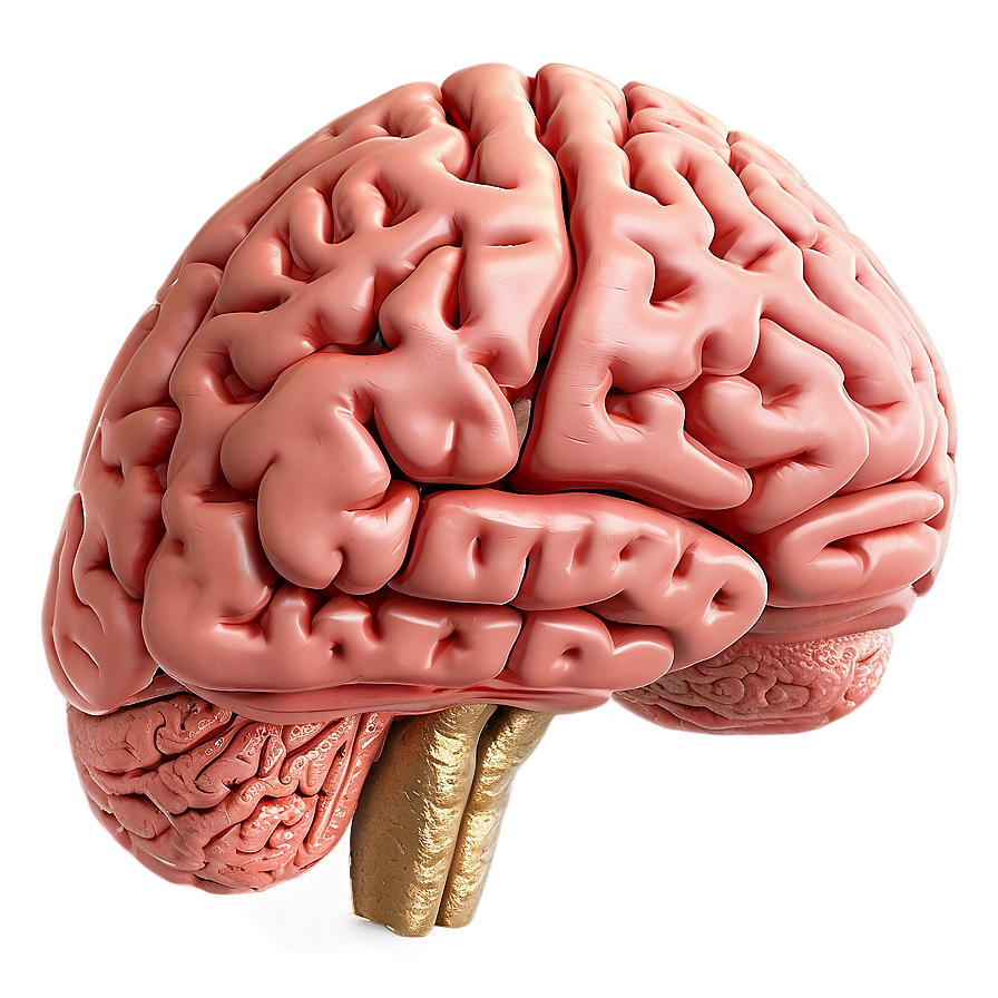 Human Brain And Exercise Png 83 PNG image