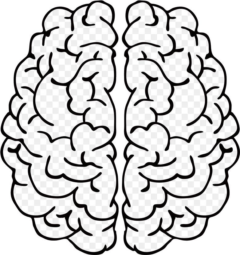 Human Brain Clipart Graphic PNG image