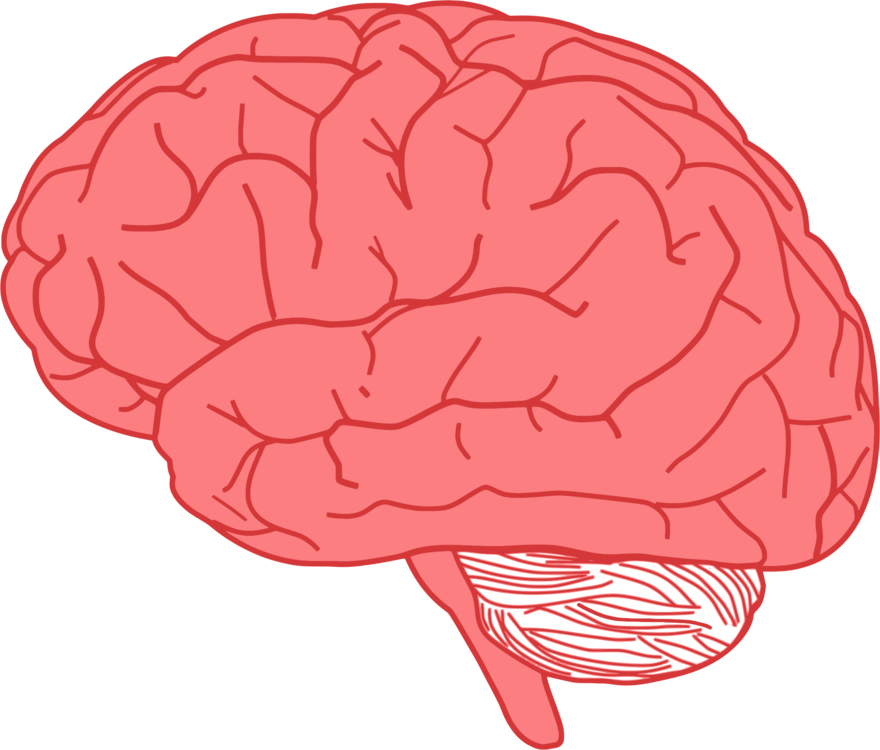 Human Brain Illustration PNG image