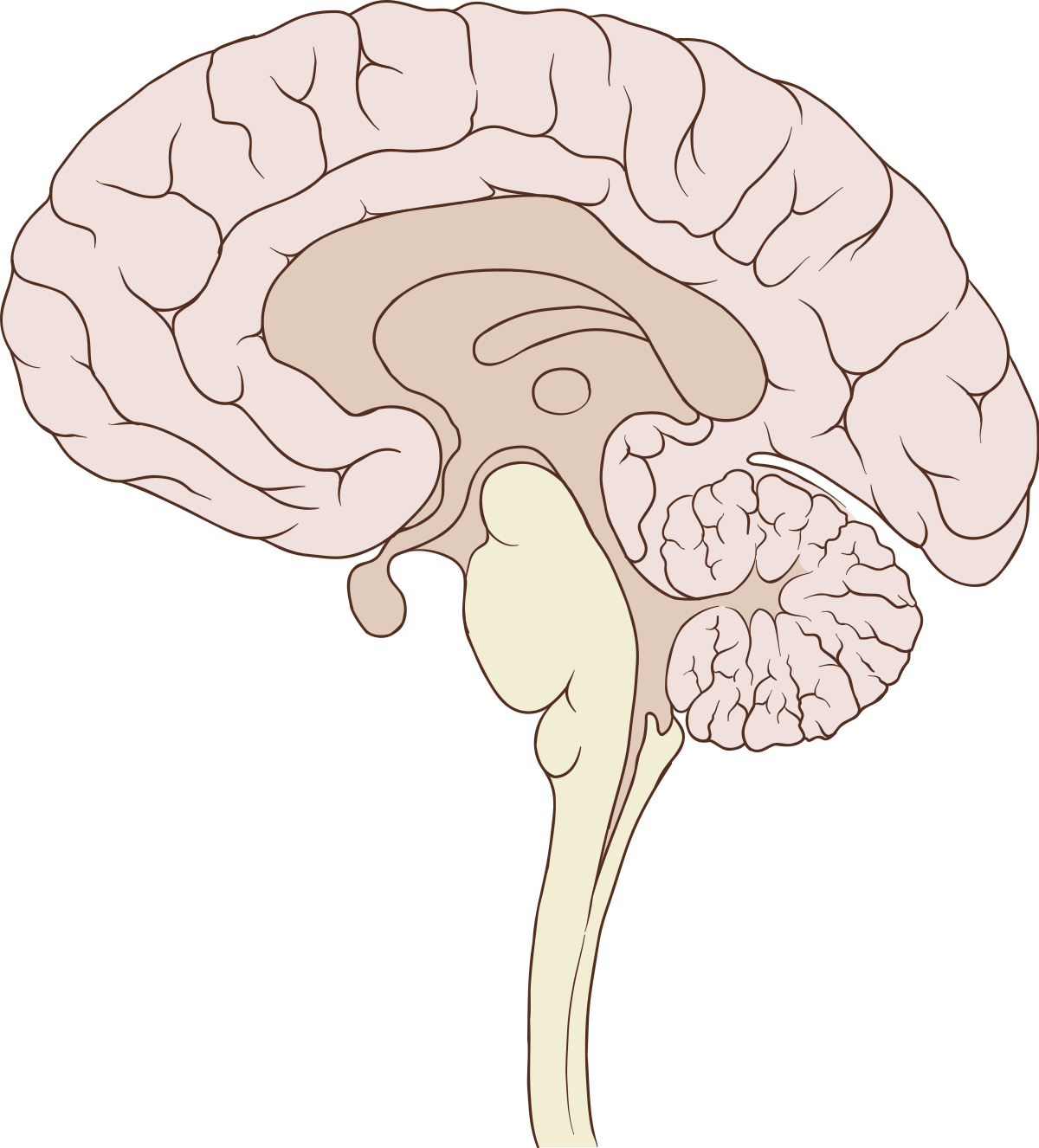 Human Brain Illustration PNG image