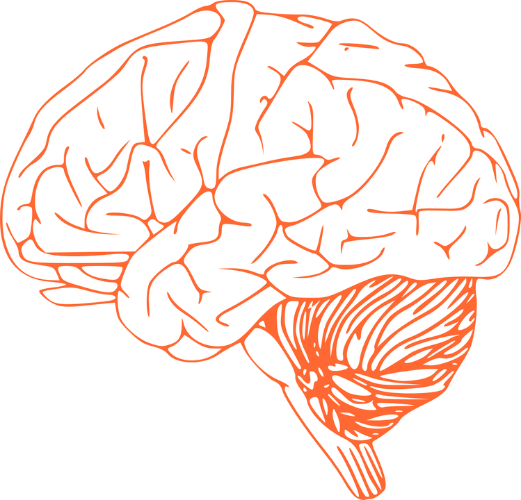 Human Brain Illustration Orangeon Blue PNG image