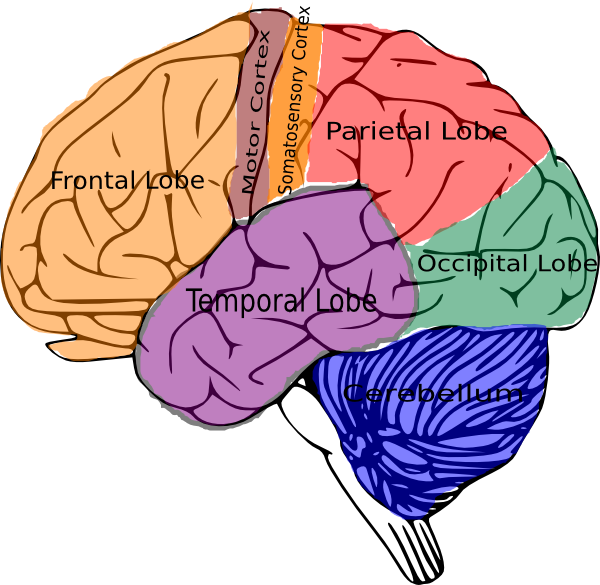 Human Brain Lobes Clipart PNG image