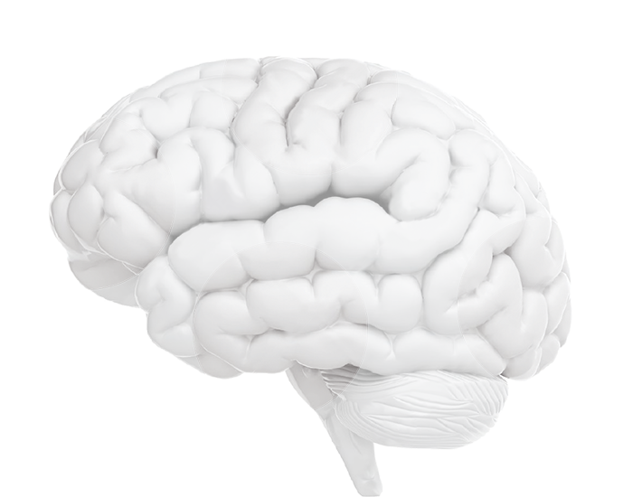 Human Brain Model Graphic PNG image