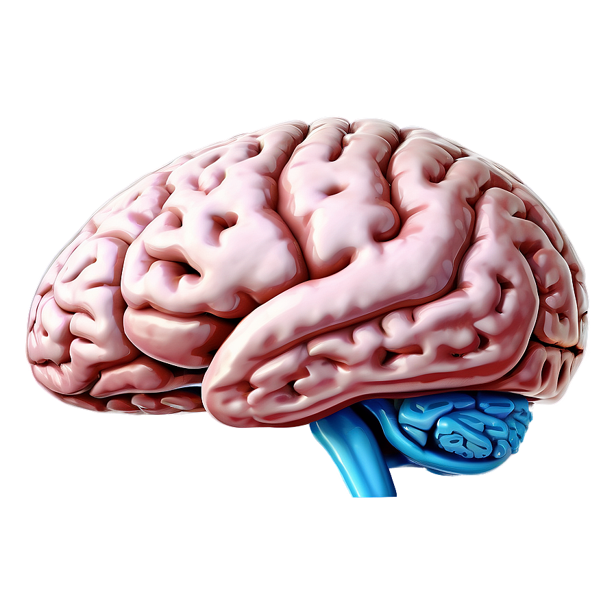 Human Brain With Labels Png 06212024 PNG image