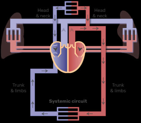 Human Circulatory System Diagram PNG image