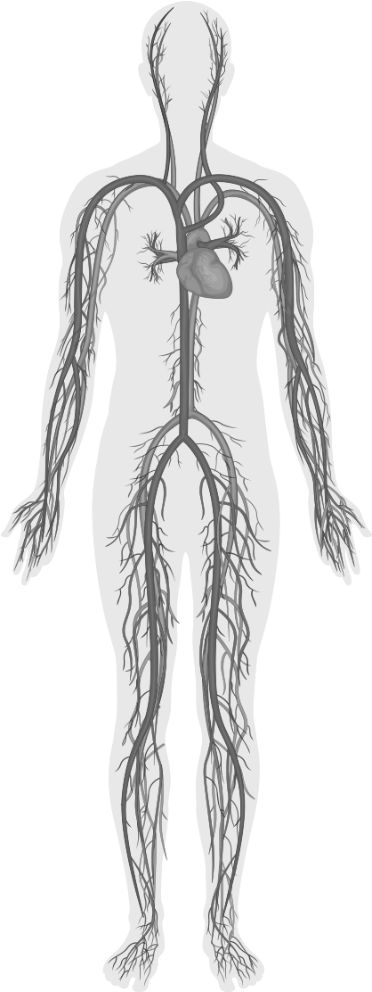 Human Circulatory System Illustration PNG image