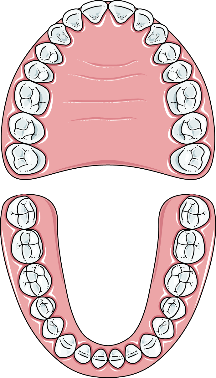 Human_ Dental_ Arch_ Illustration.png PNG image