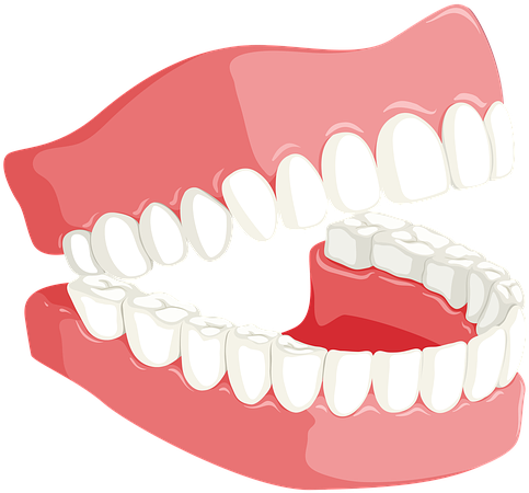 Human Dental Arch Model PNG image