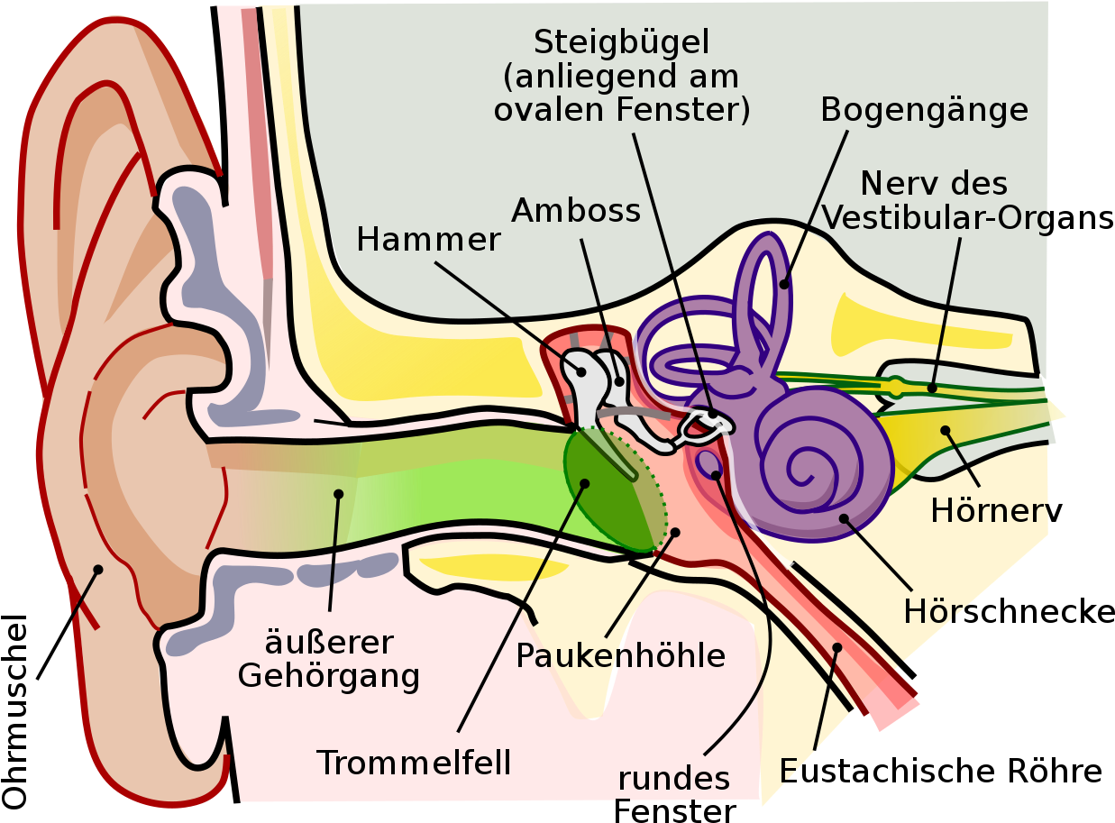 Human Ear Anatomy Diagram PNG image