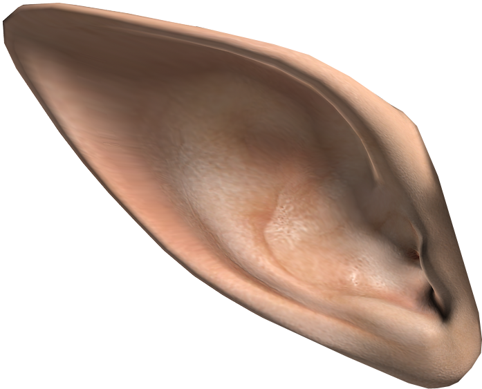 Human Ear Close Up3 D Render PNG image