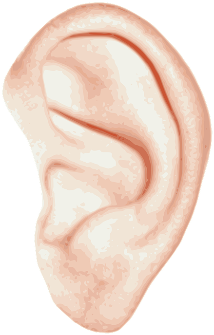 Human Ear Illustration.png PNG image